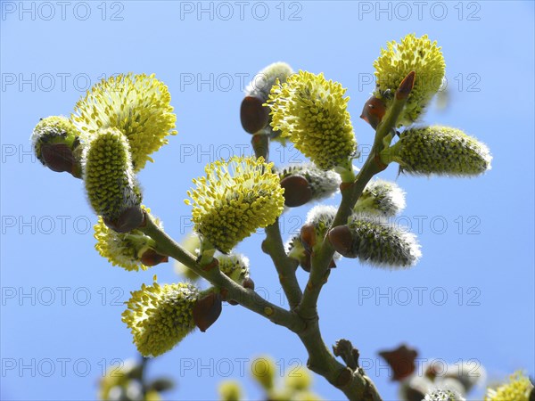 Willow in flower