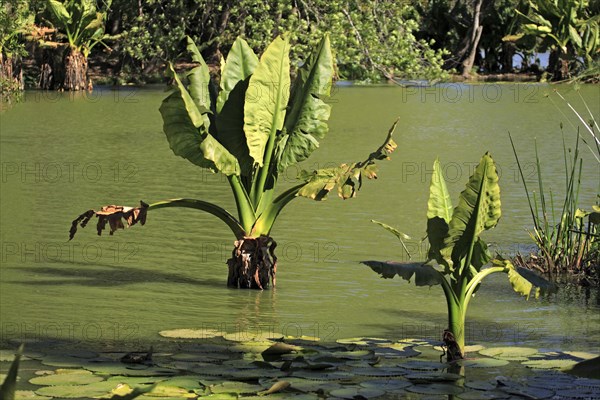 Elephant Ear taro