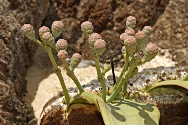 Welwitschia Plant Welwitschia mirabellis female Namib Desert Namibia