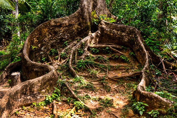 Mahogany trunk