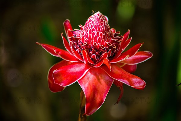 Torch ginger