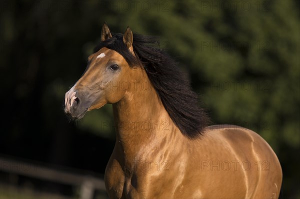 Pura Raza Espanola stallion dun with flowing mane in moving portrait