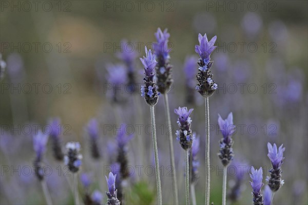 Wild lavender