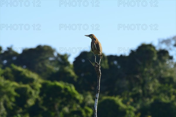 Rufescent tiger heron