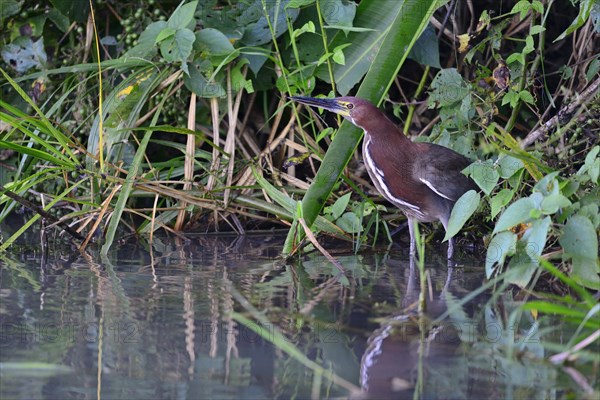 Rufescent tiger heron