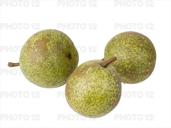 Pear variety Mrs. Luise Goethe