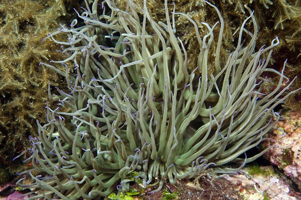 Sea anemone