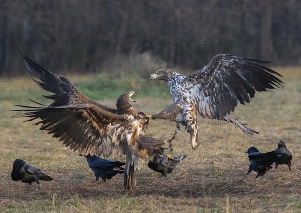 White-tailed eagle