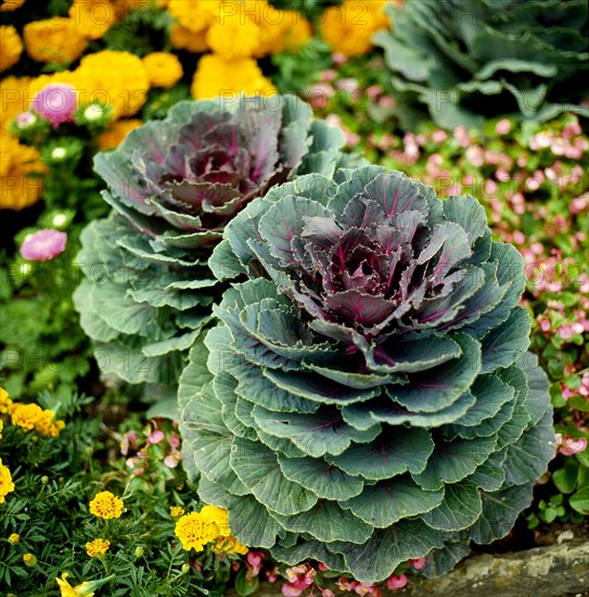 Ornamental kale