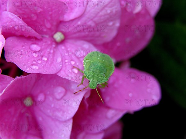 Green stink bug