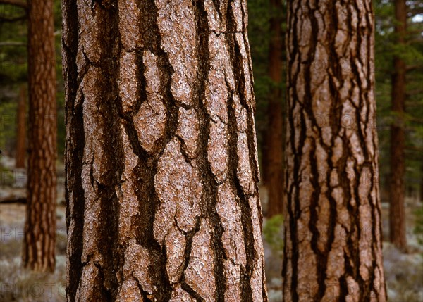 Tree bark