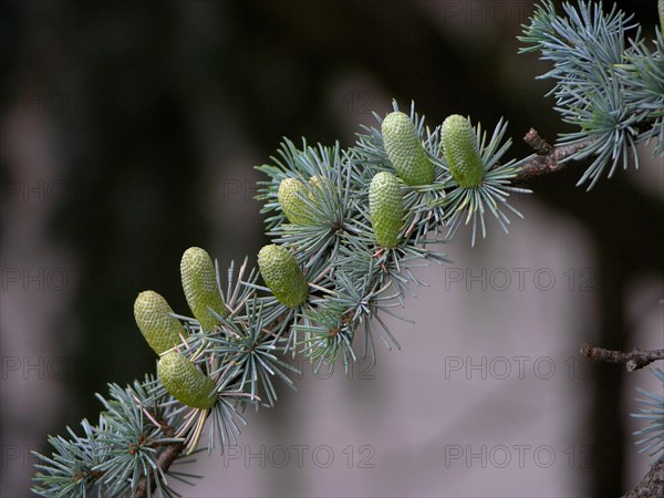 Blue atlas cedar