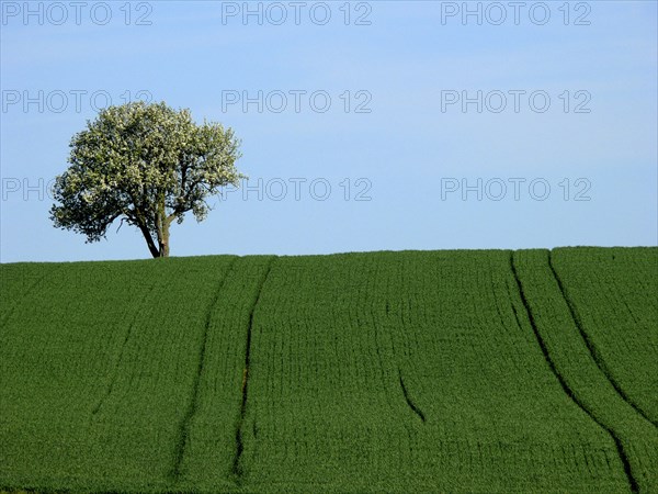 Pear tree