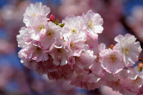 Japanese cherry