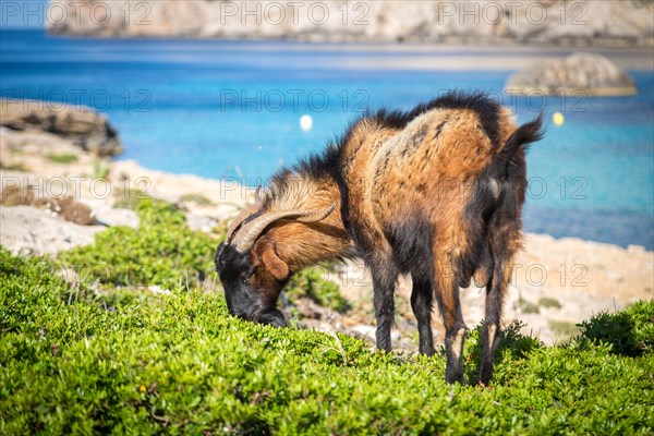 Male wild domestic goat