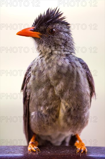 Seychelles bulbul