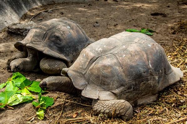 Aldabra giant tortoise