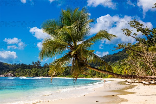 Decorative palm tree on Baie Lazare beach