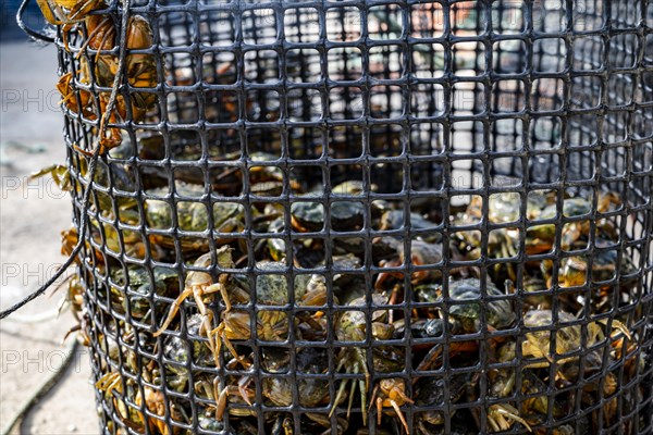 Many of the small green crabs are in the basket in the harbor in Alvor