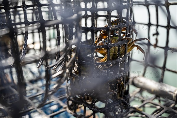 Small crabs used as bait in octopus traps in Alvor