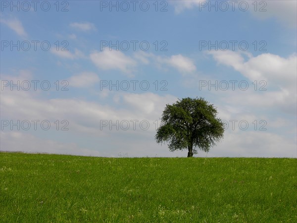 Pear tree Common plantain