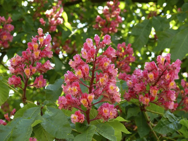 Red-flowered Horse Chestnut