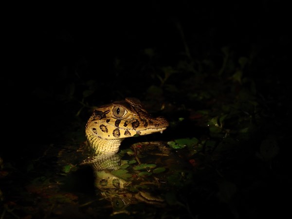 Young yacare caiman