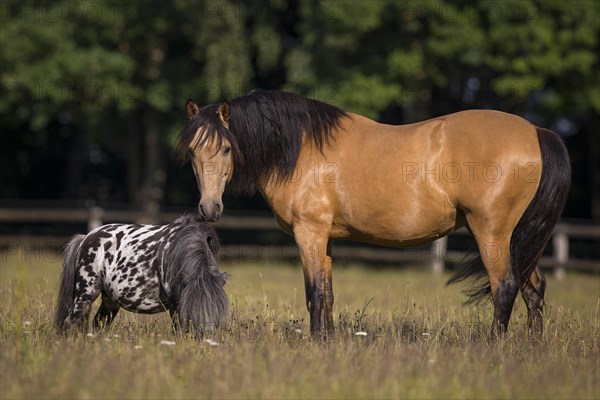 Pura Raza Espanola stallion dun together with a Mini Shetty Pony stallion piebald in the pasture