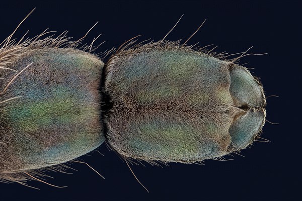 Underside of a spider's foot