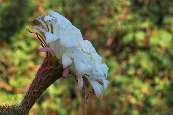 flower of queen of the night