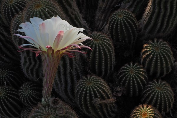 flowering queen of the night