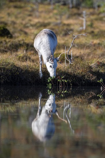 Reindeer