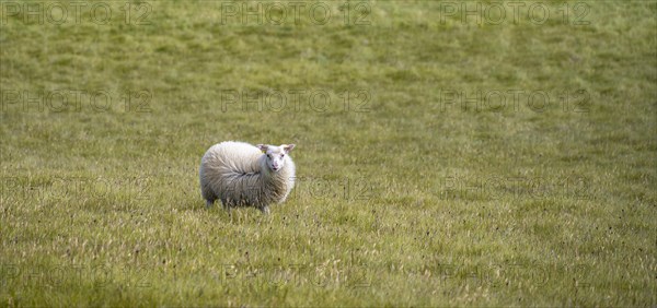 Single sheep in a meadow