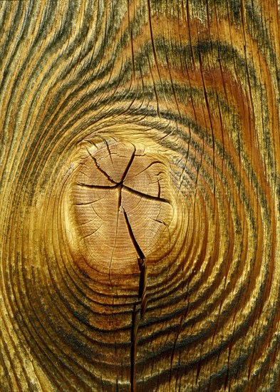 Tree trunk with annual rings