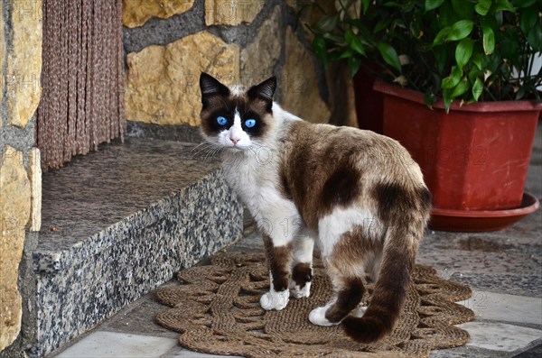 Blue-eyed mixed Siamese cat in front of house entrance