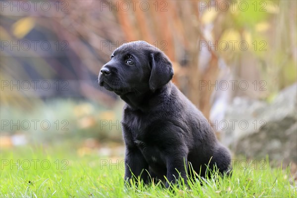 Labrador domestic dog