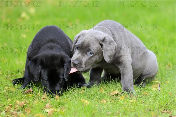 Labrador domestic dog