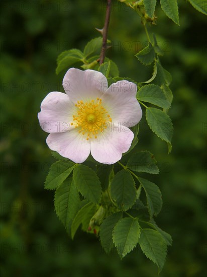 Dog rose