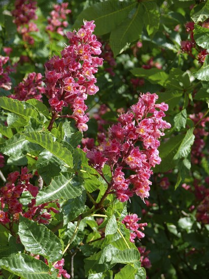 Red-flowered Horse Chestnut