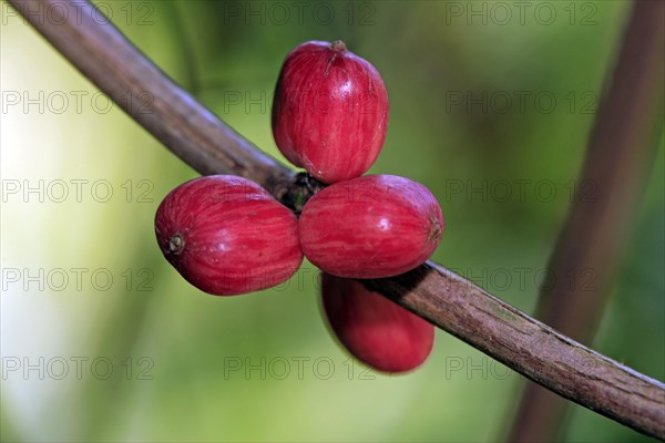 Coffee bush Arabian arabica coffee