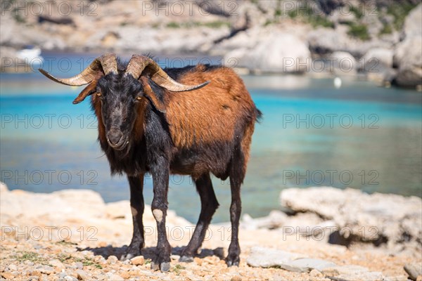 Male wild domestic goat