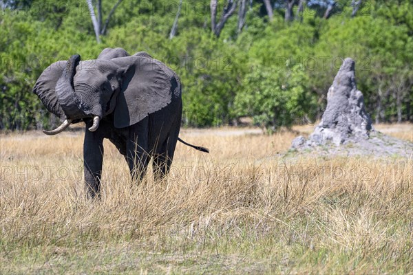 African elephant