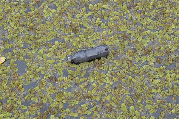 Plastic bottles swims on Floating Watermoss