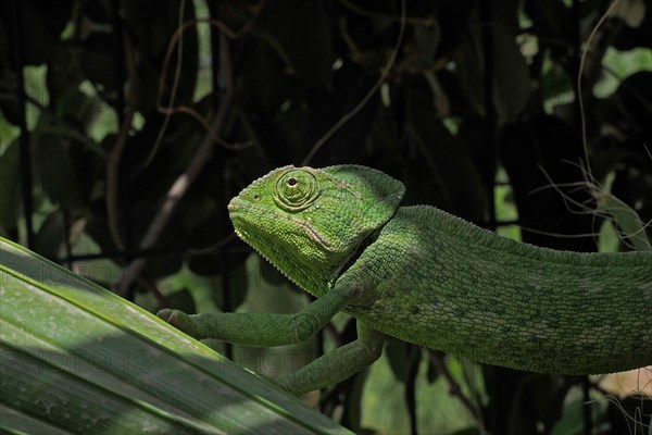 Mediterranean chameleon