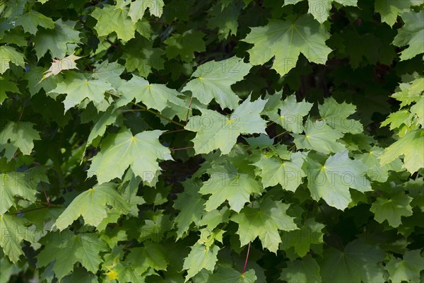 Pointed maple leaves