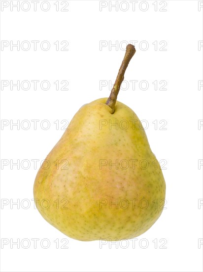 Pear variety Summer apothecary pear