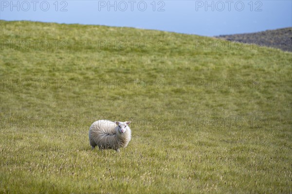 Single sheep in a meadow