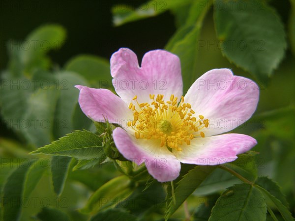 Dog rose