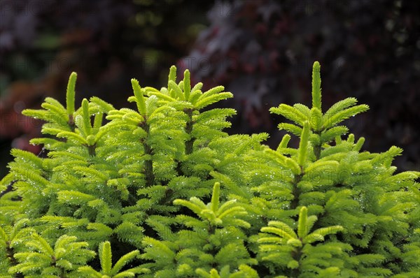 Fresh spruce shoots in spring