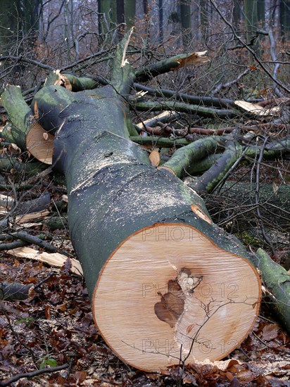 Freshly felled beech tree